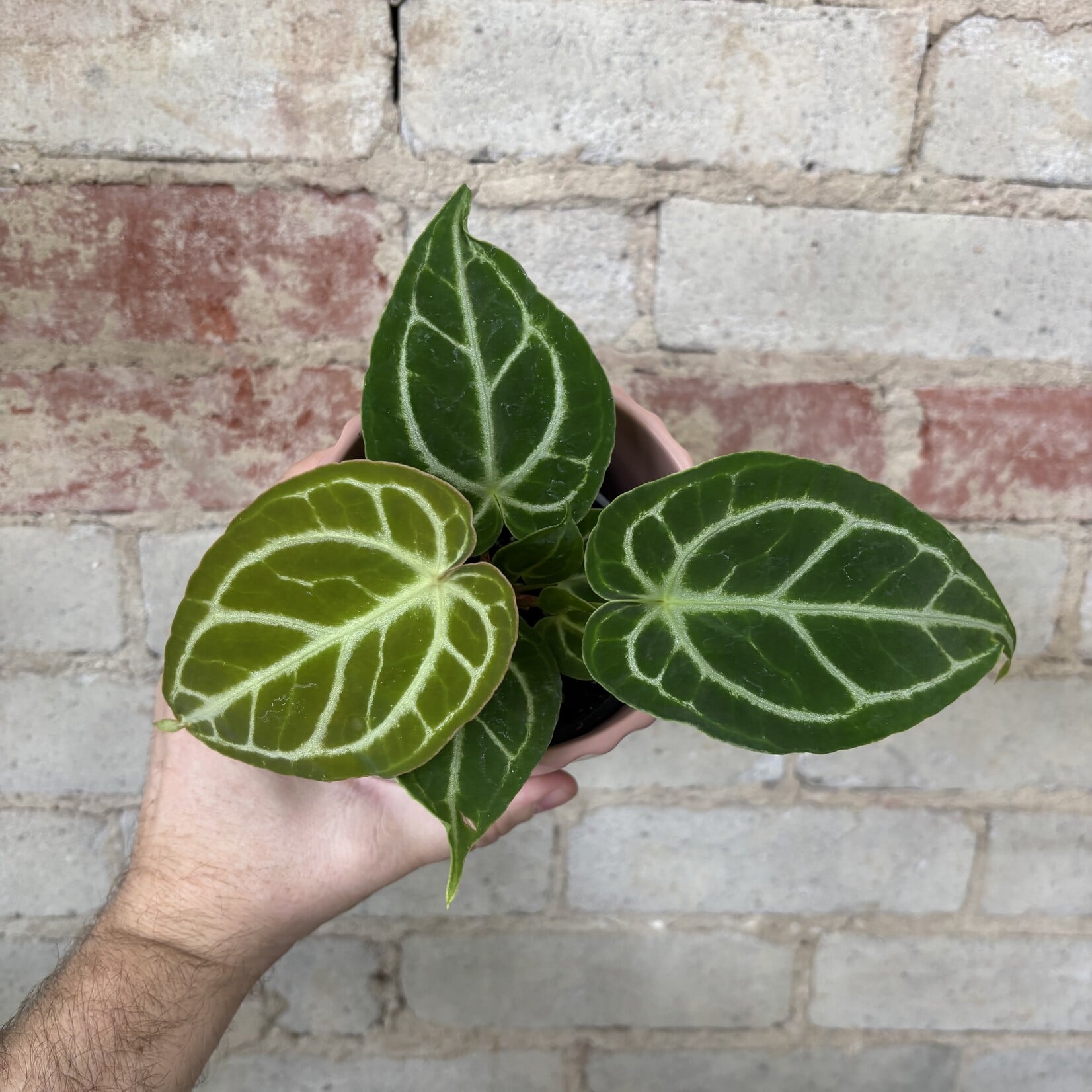 Anthurium Red Crystallinum  3.5"
