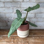 Philodendron Maxima