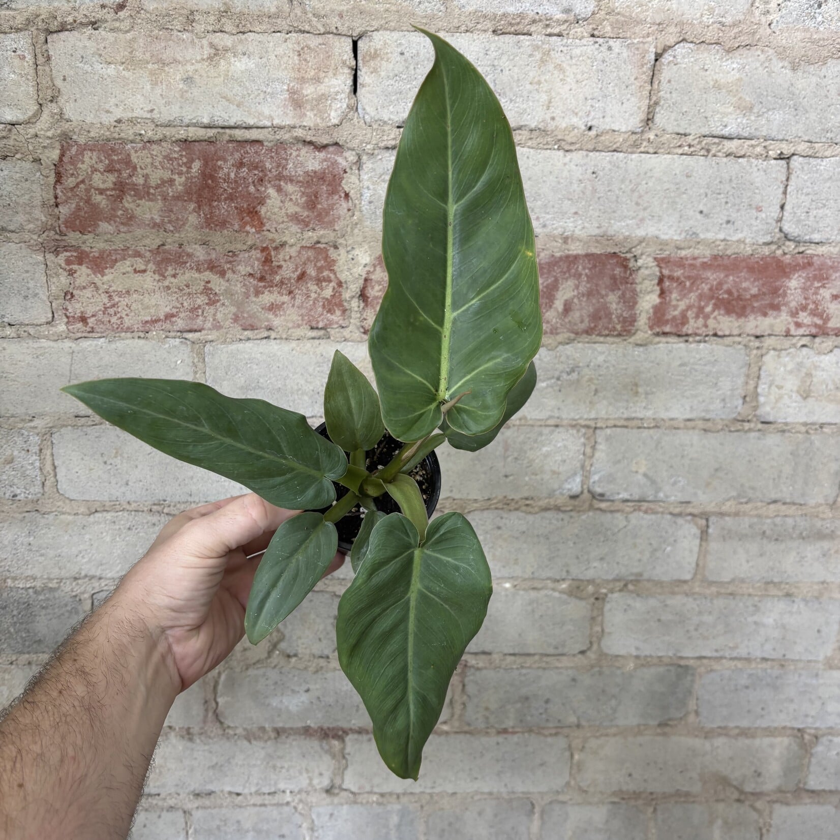Philodendron Maxima