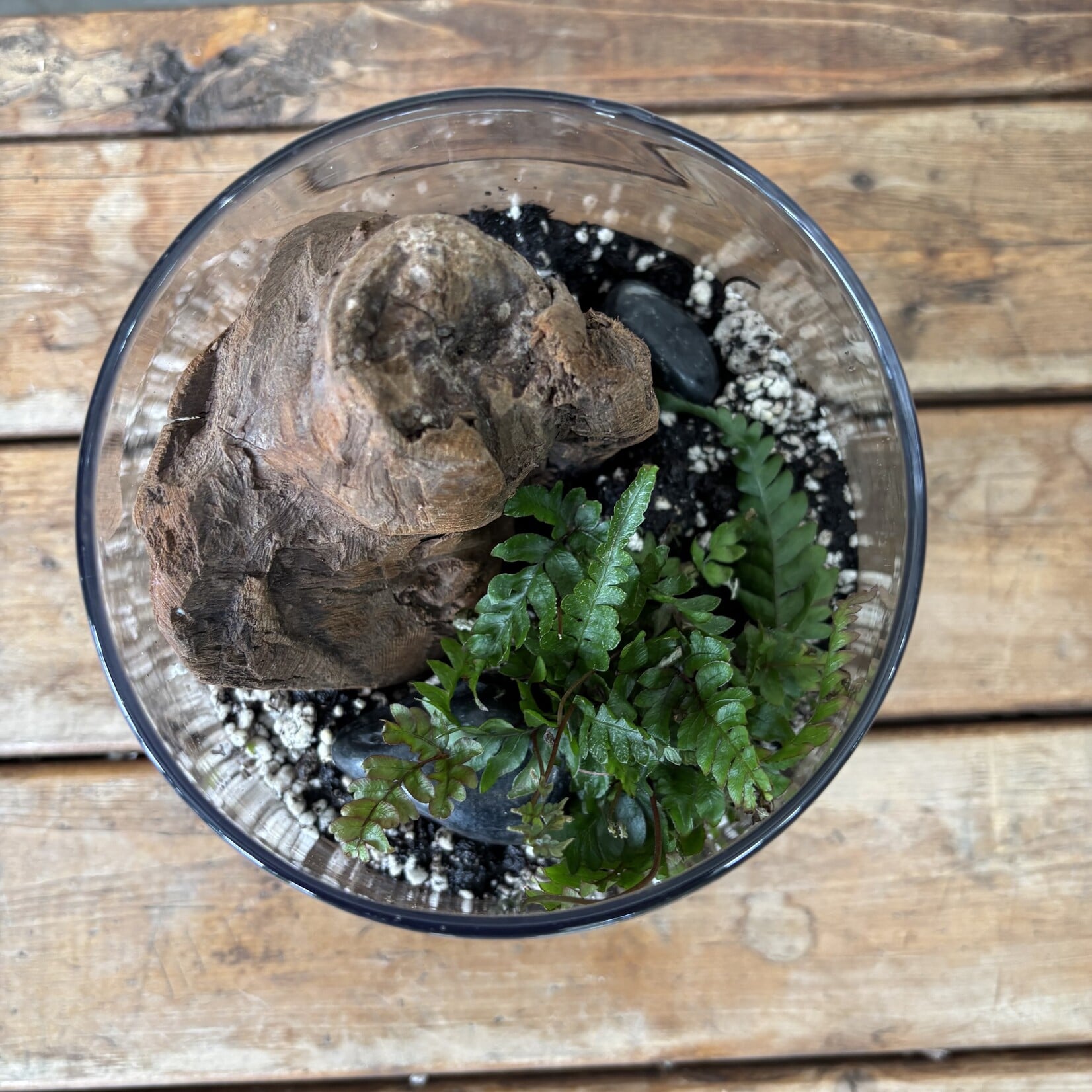 Small Glass Terrarium: Jungle
