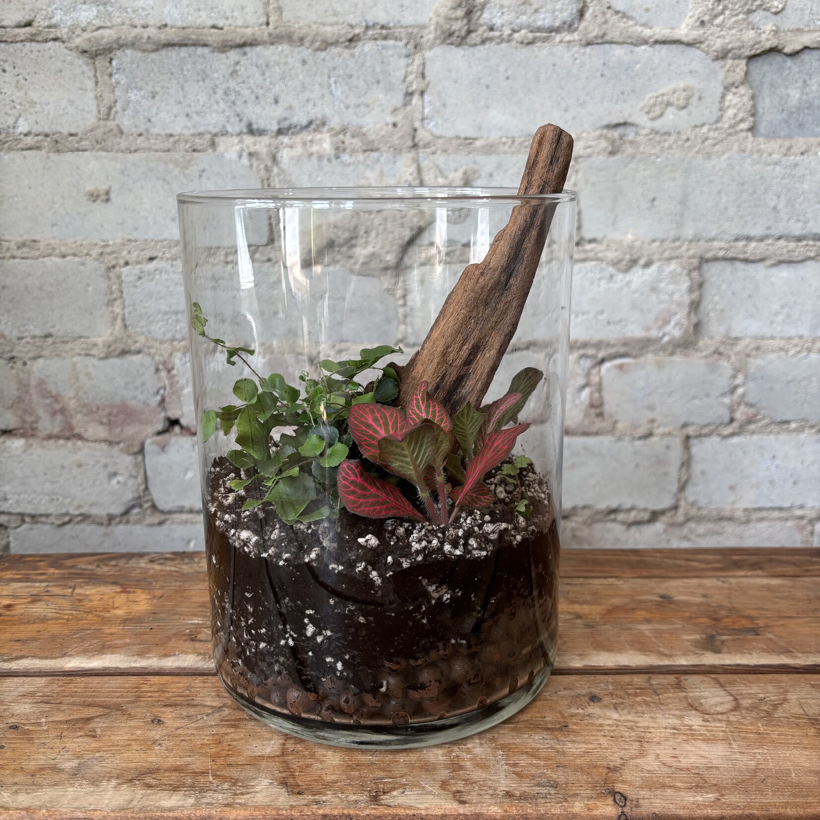 Medium Glass Terrarium: Jungle