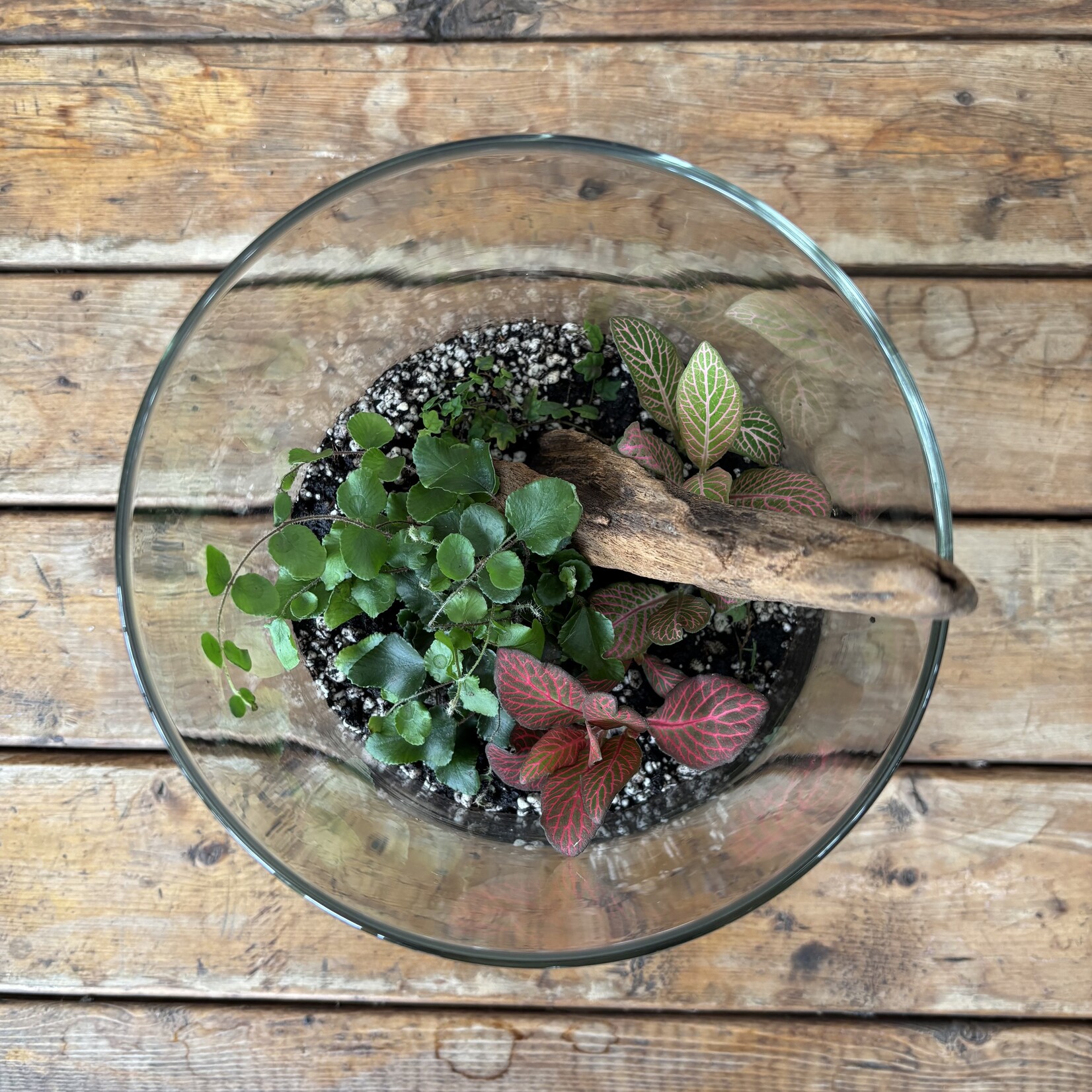 Medium Glass Terrarium: Jungle