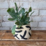 Blue Star Fern 2.5"