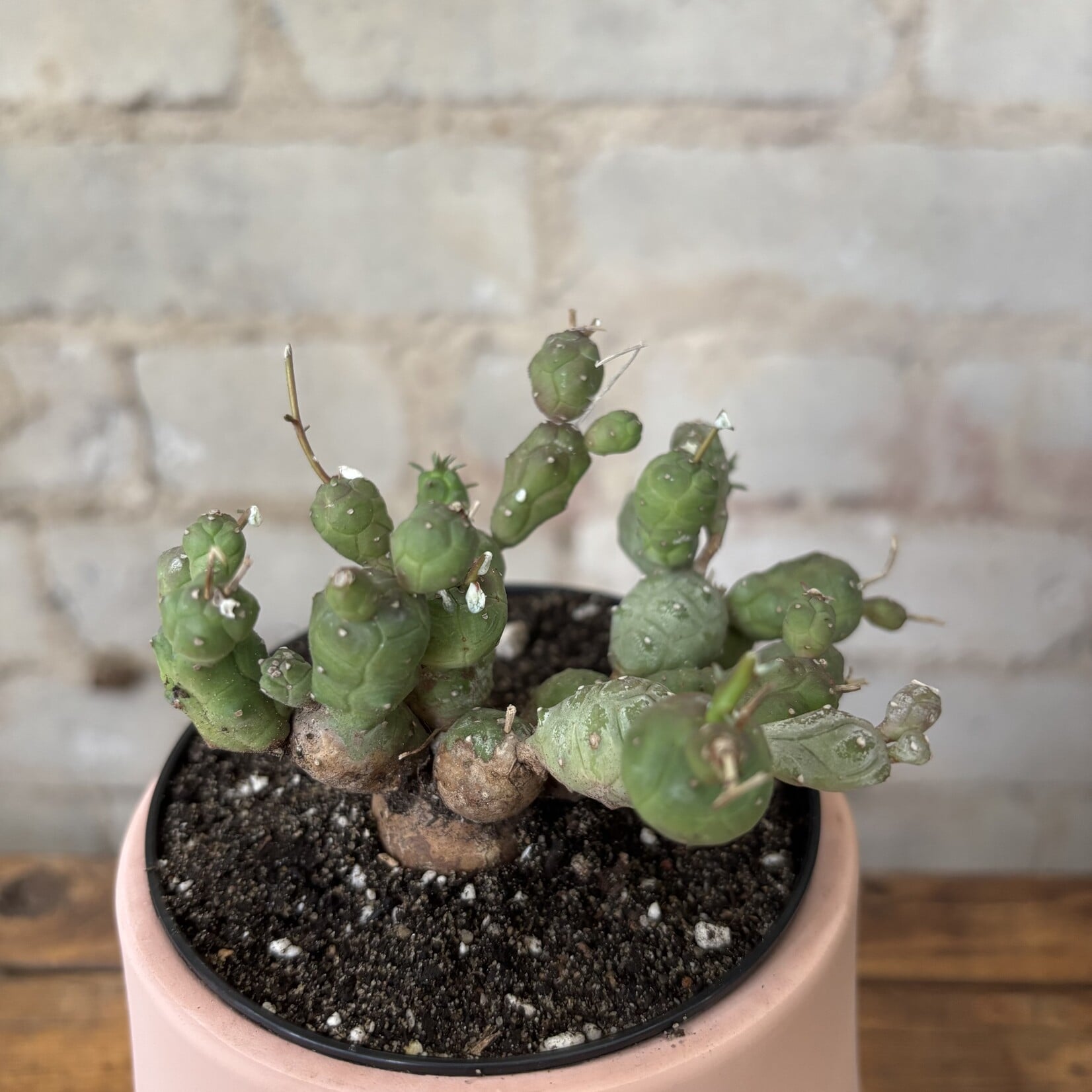 Euphorbia Globosa 3.5"