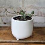 Euphorbia Globosa 2.5"