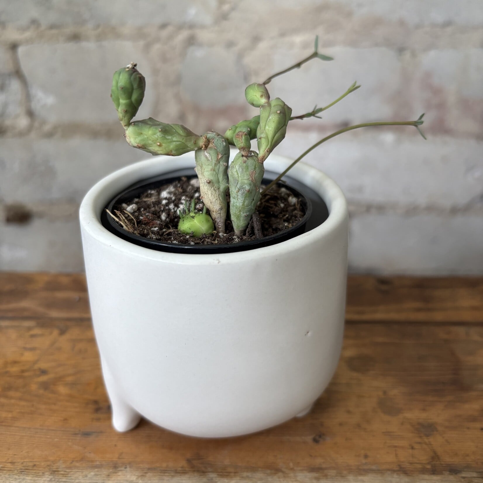 Euphorbia Globosa 2.5"