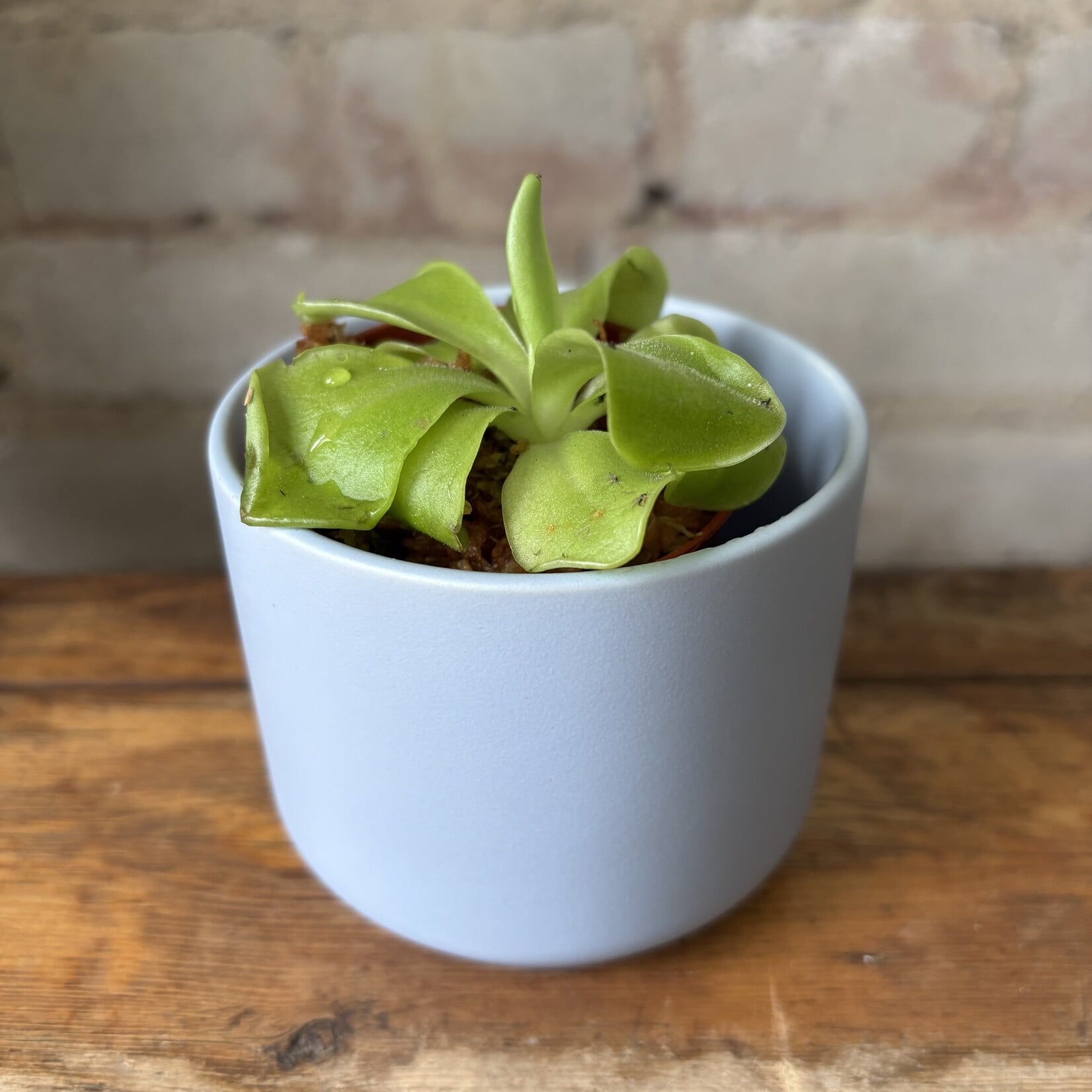 Butterwort (Pinguicula Emarginata X Weser) 2.5"