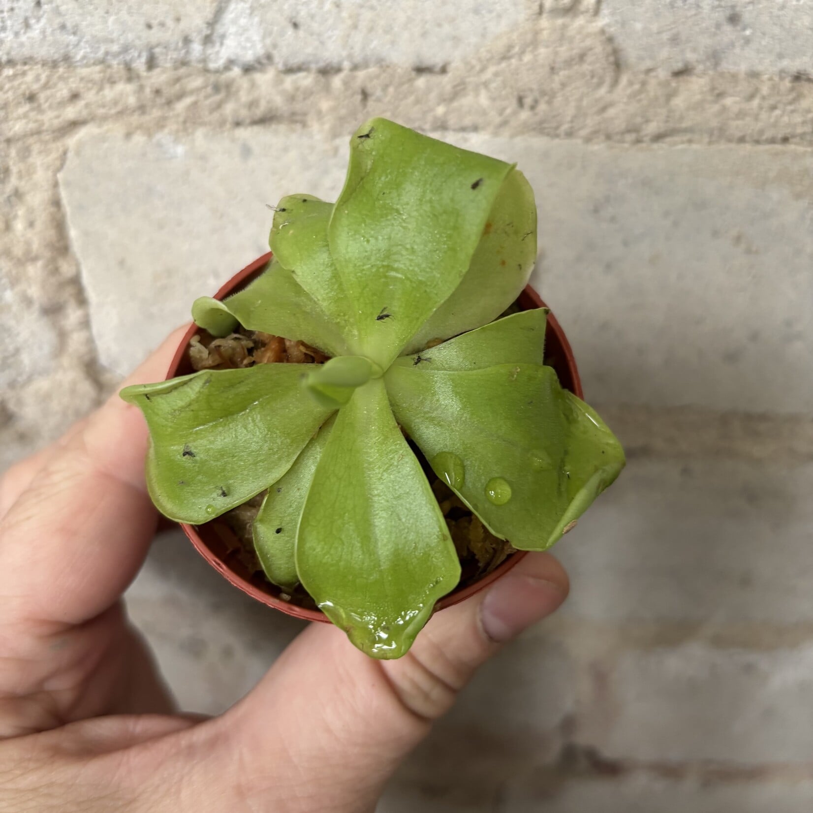 Butterwort (Pinguicula Emarginata X Weser) 2.5"