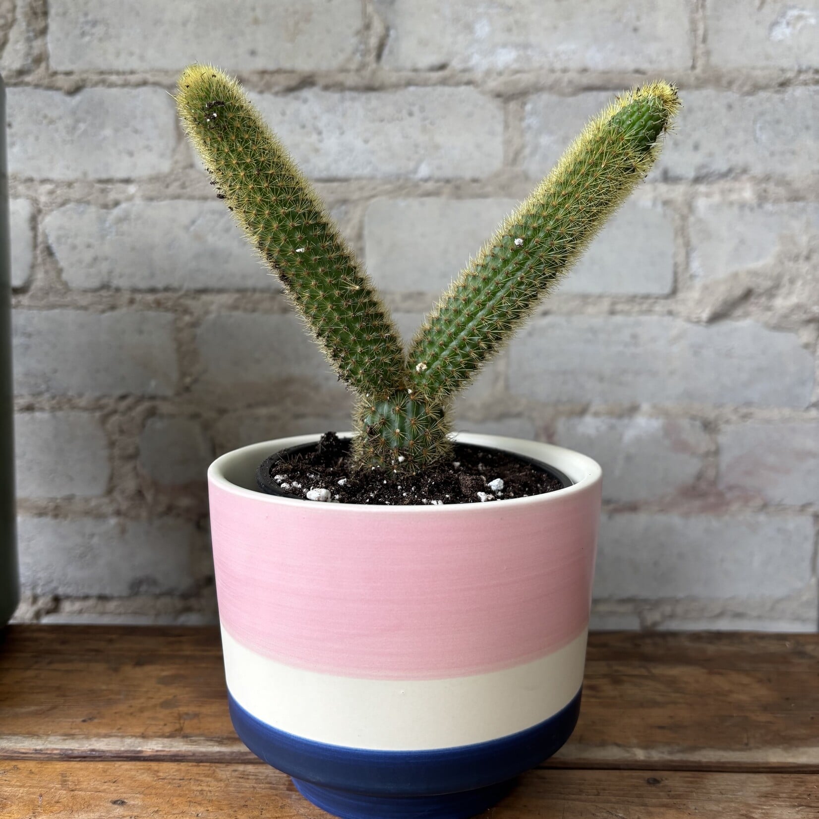 Golden Monkey Tail Cactus 4"