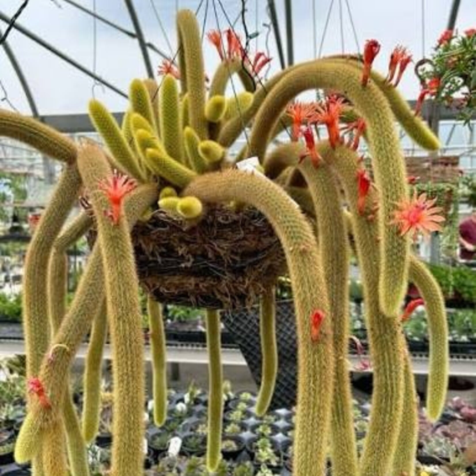 Golden Monkey Tail Cactus 4"