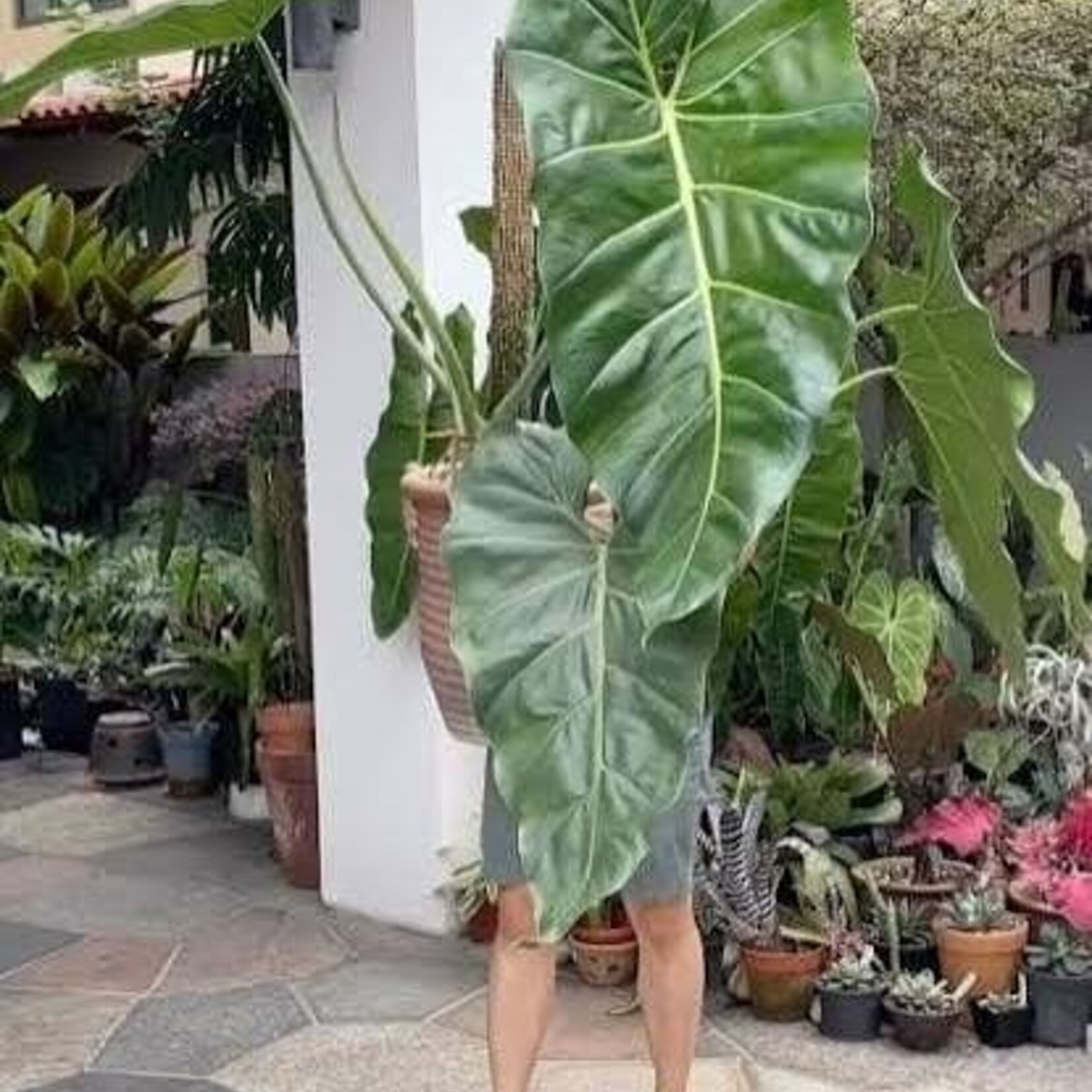 Philodendron Maxima