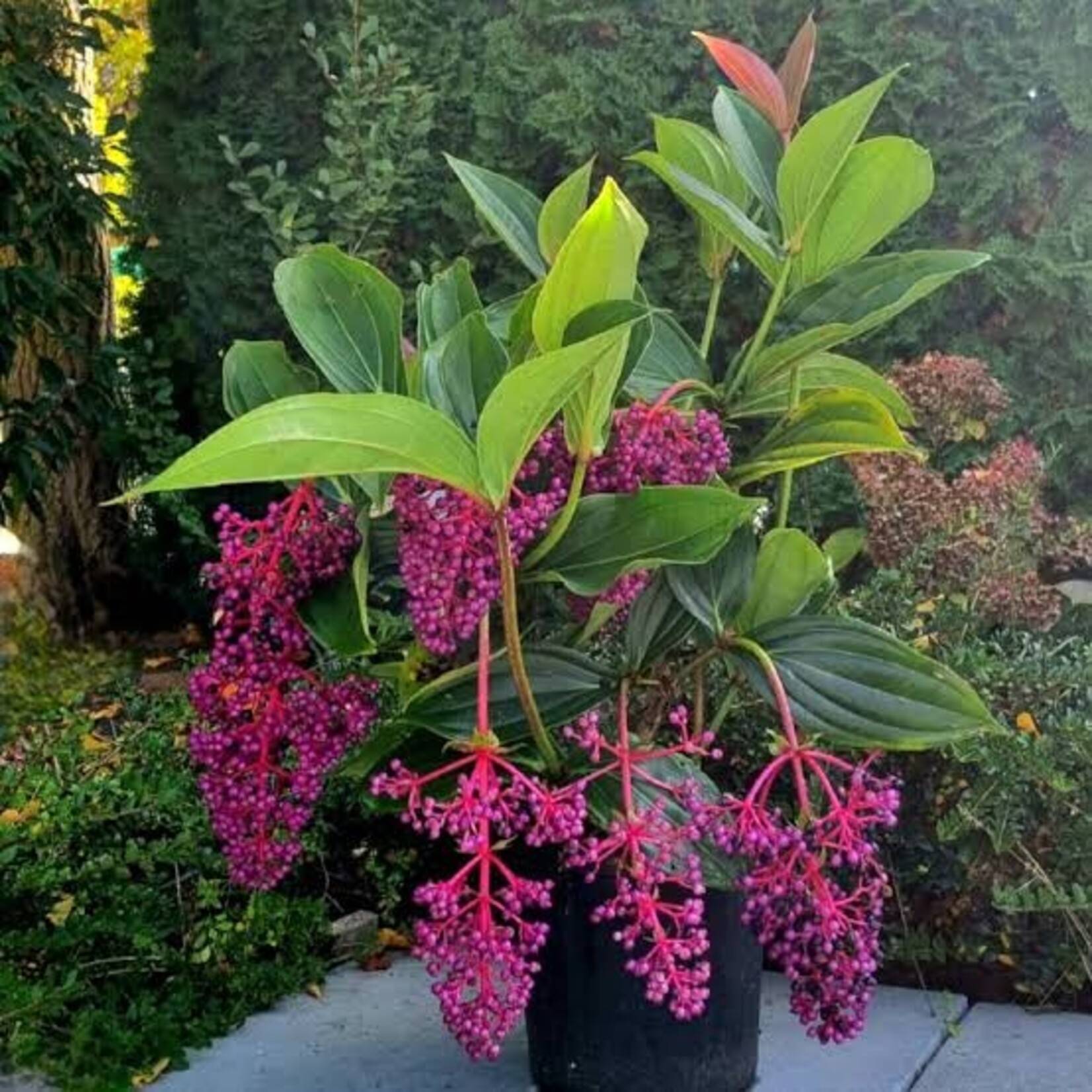 Medinilla Myriantha 4" 'Malaysian Orchid'