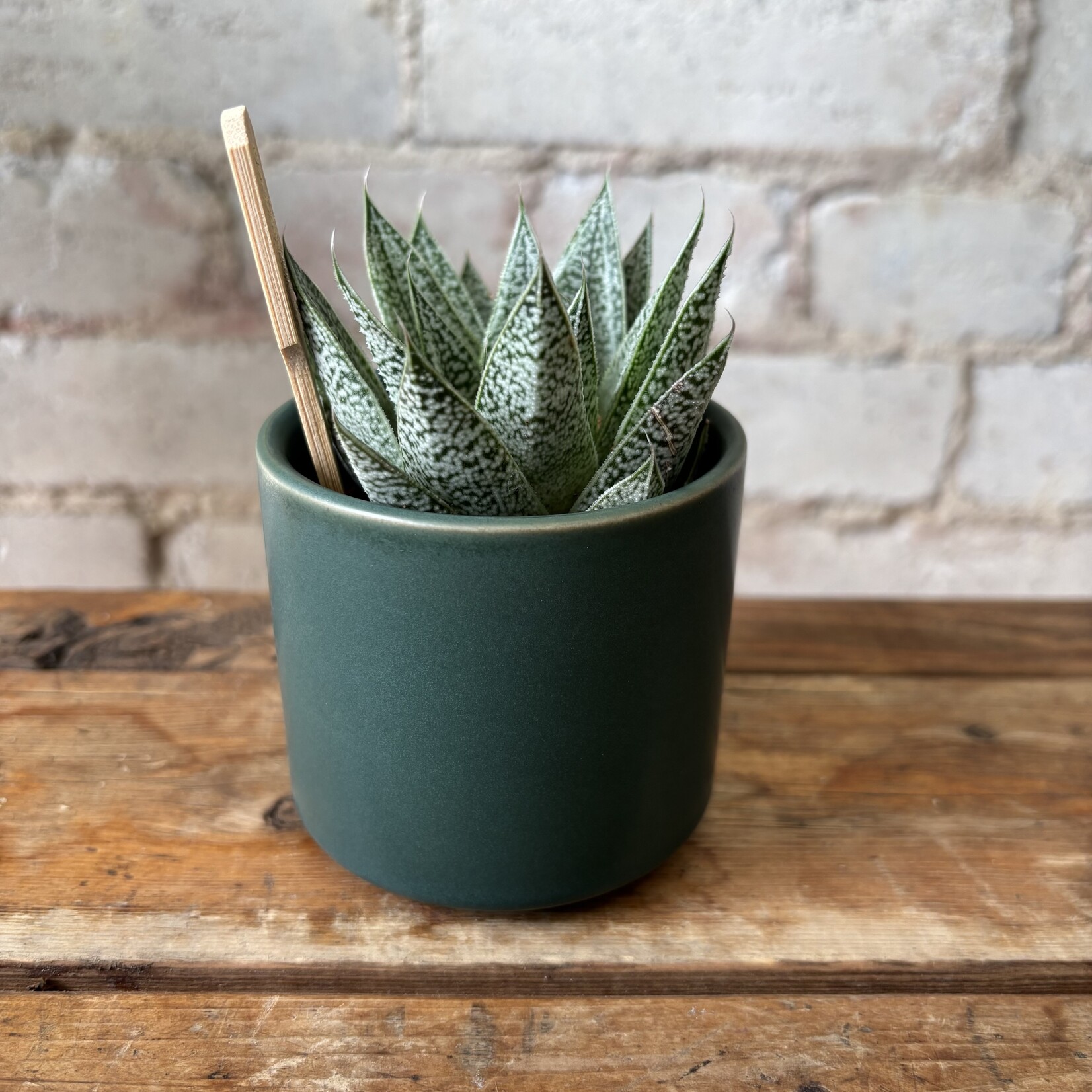 Atlas Pot Green 2.5"