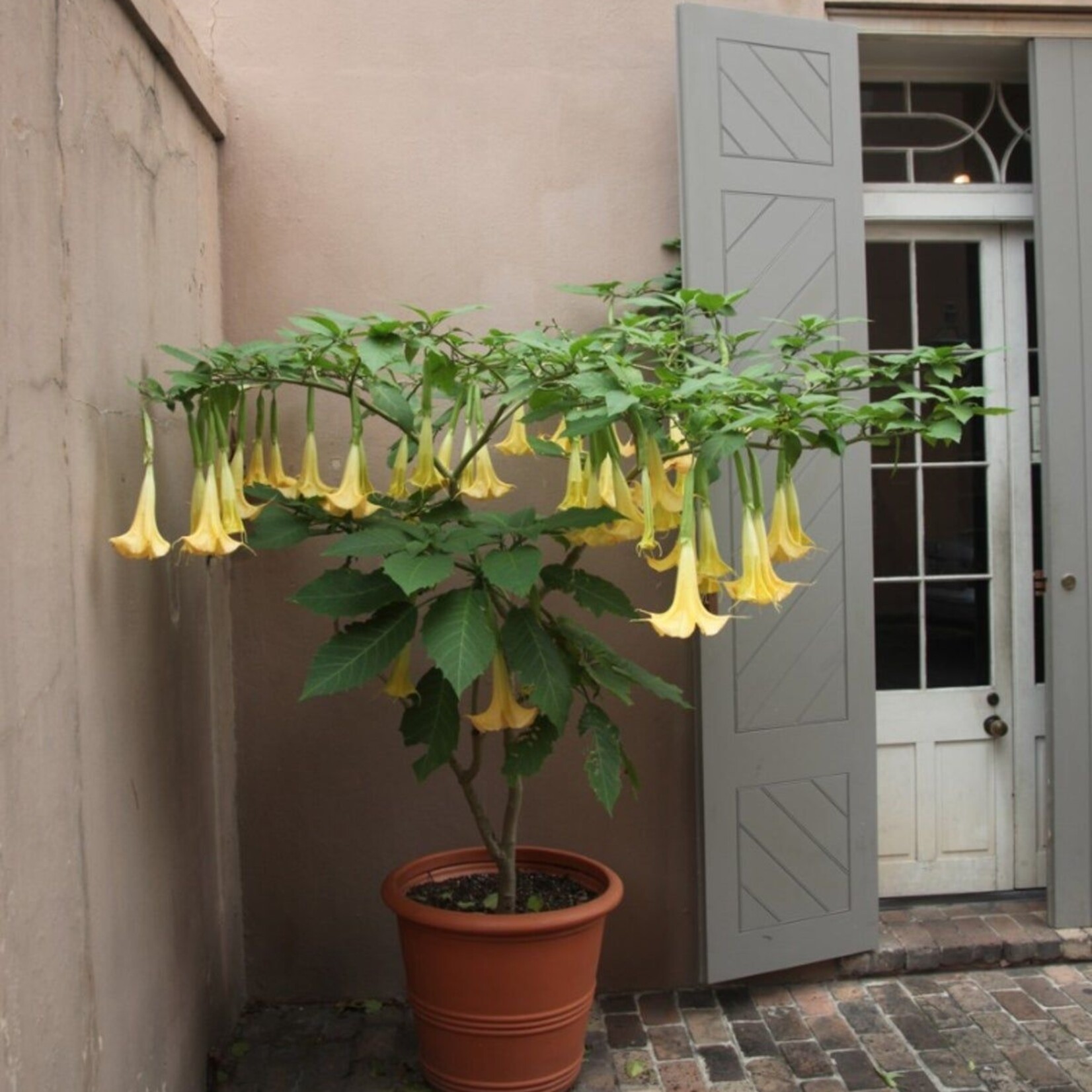 Brugsmansia 'Angel's Trumpet' 4"