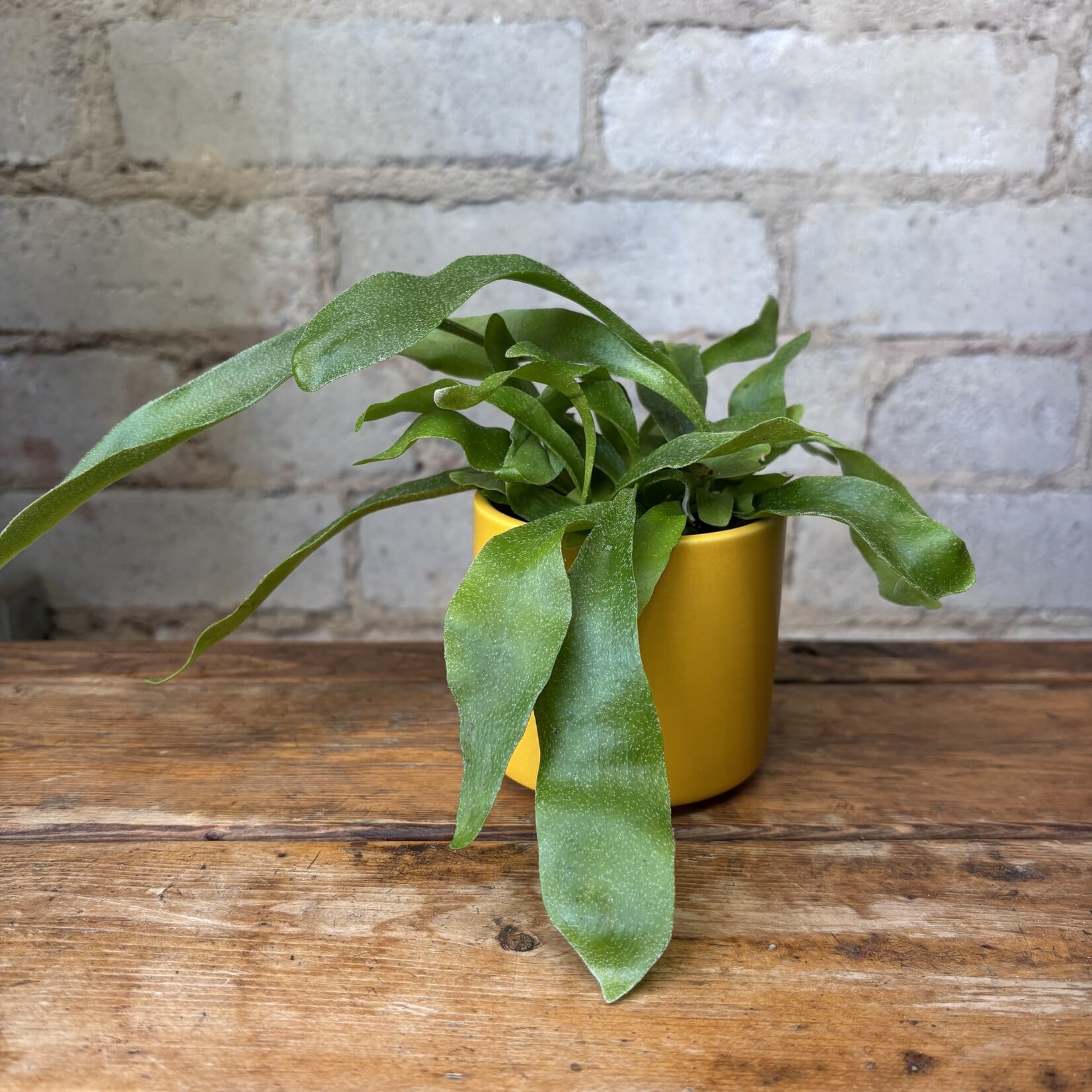 Staghorn Fern 2.5"