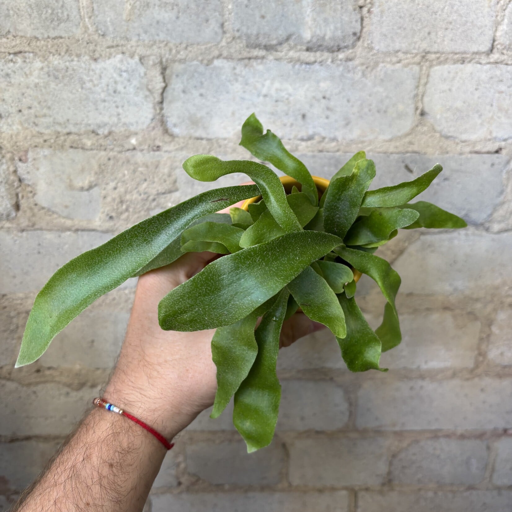 Staghorn Fern 2.5"
