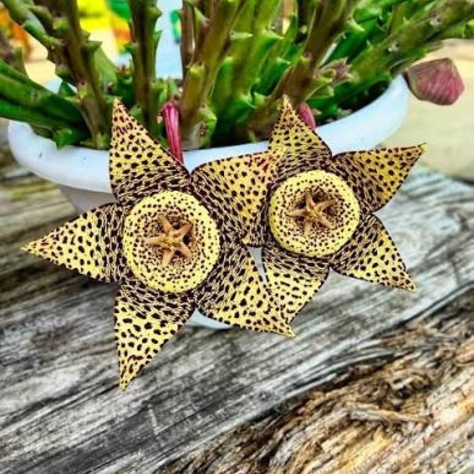 Orbea Variegata 4"