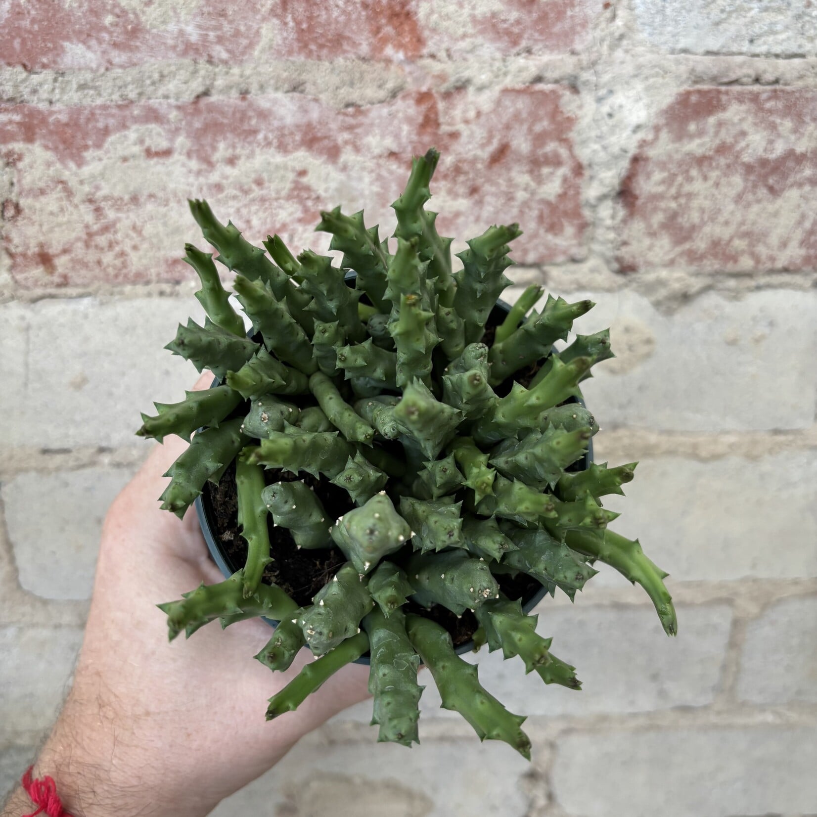 Orbea Variegata 4"