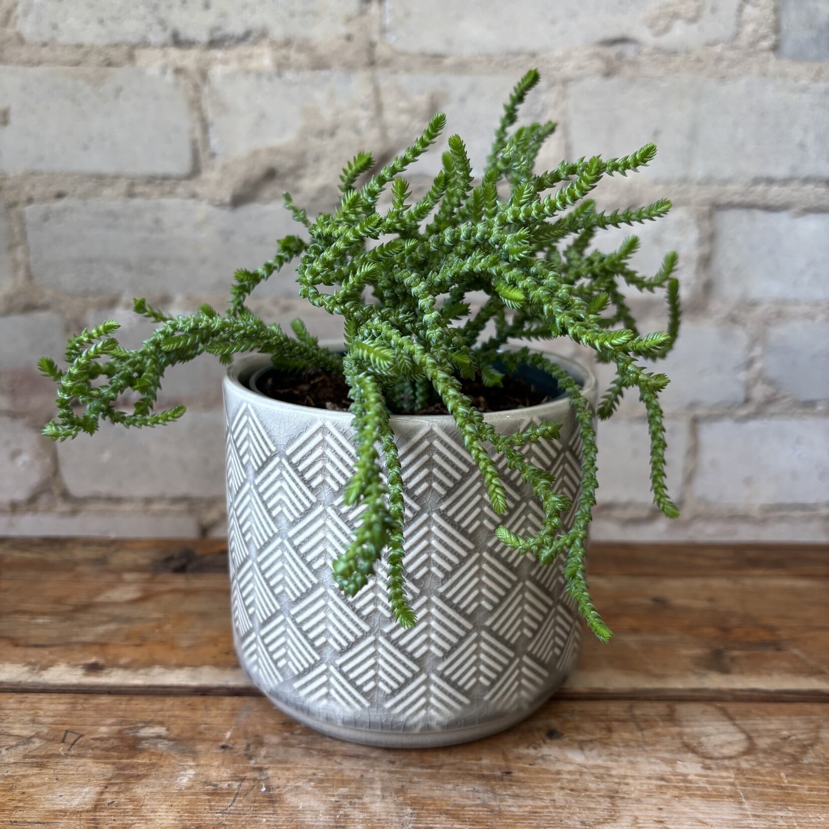 Watch Chain Plant (Crassula muscosa) 4"