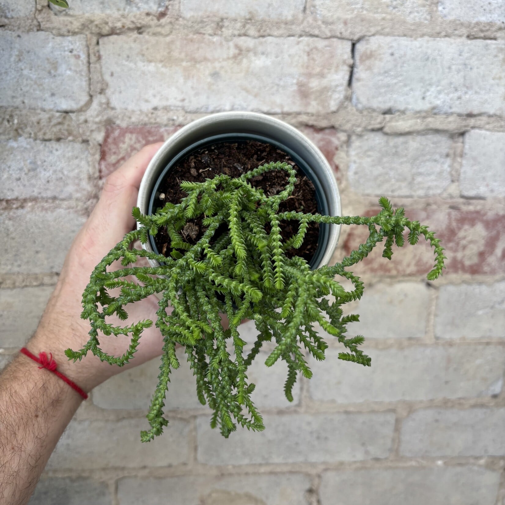 Watch Chain Plant (Crassula muscosa) 4"