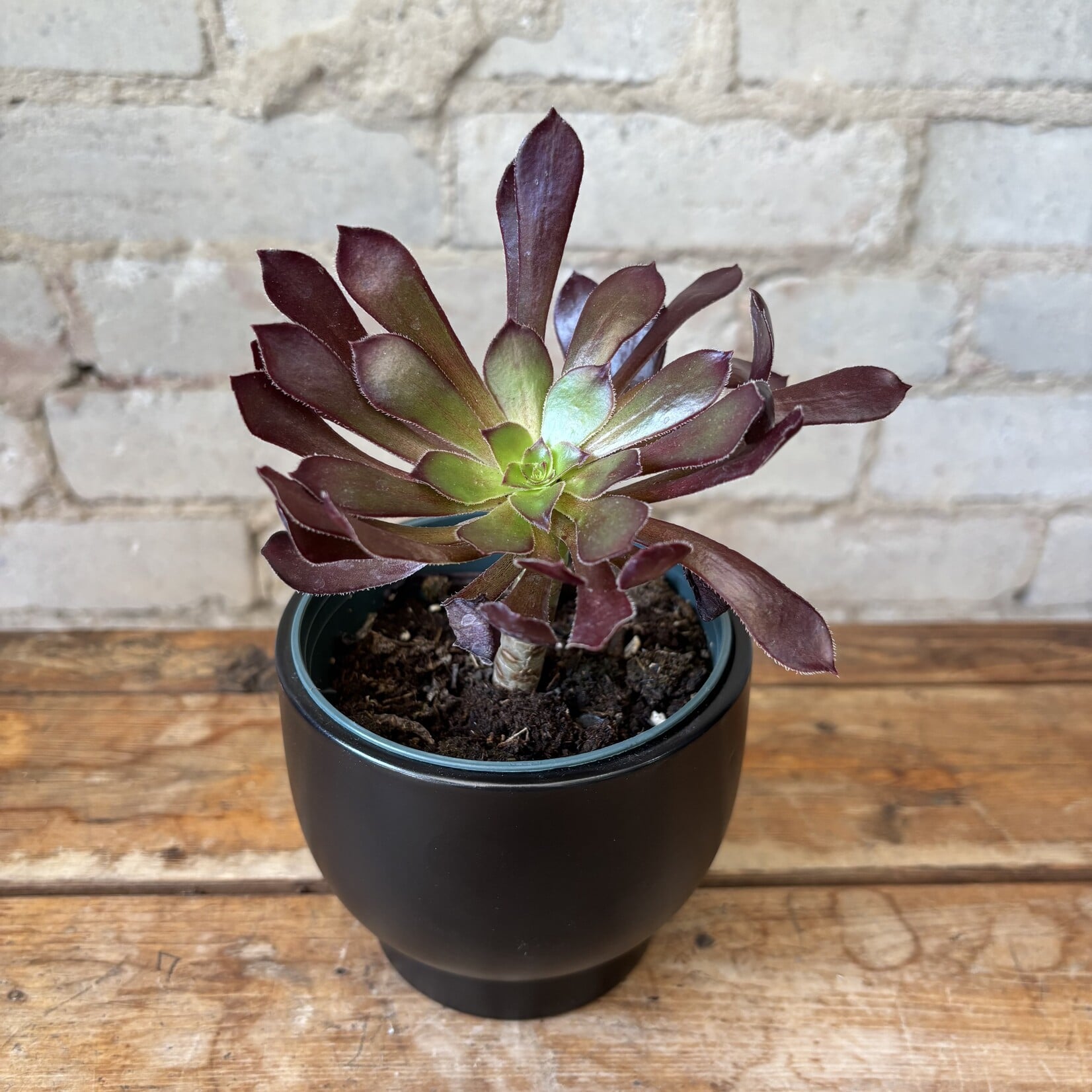 Aeonium 4"