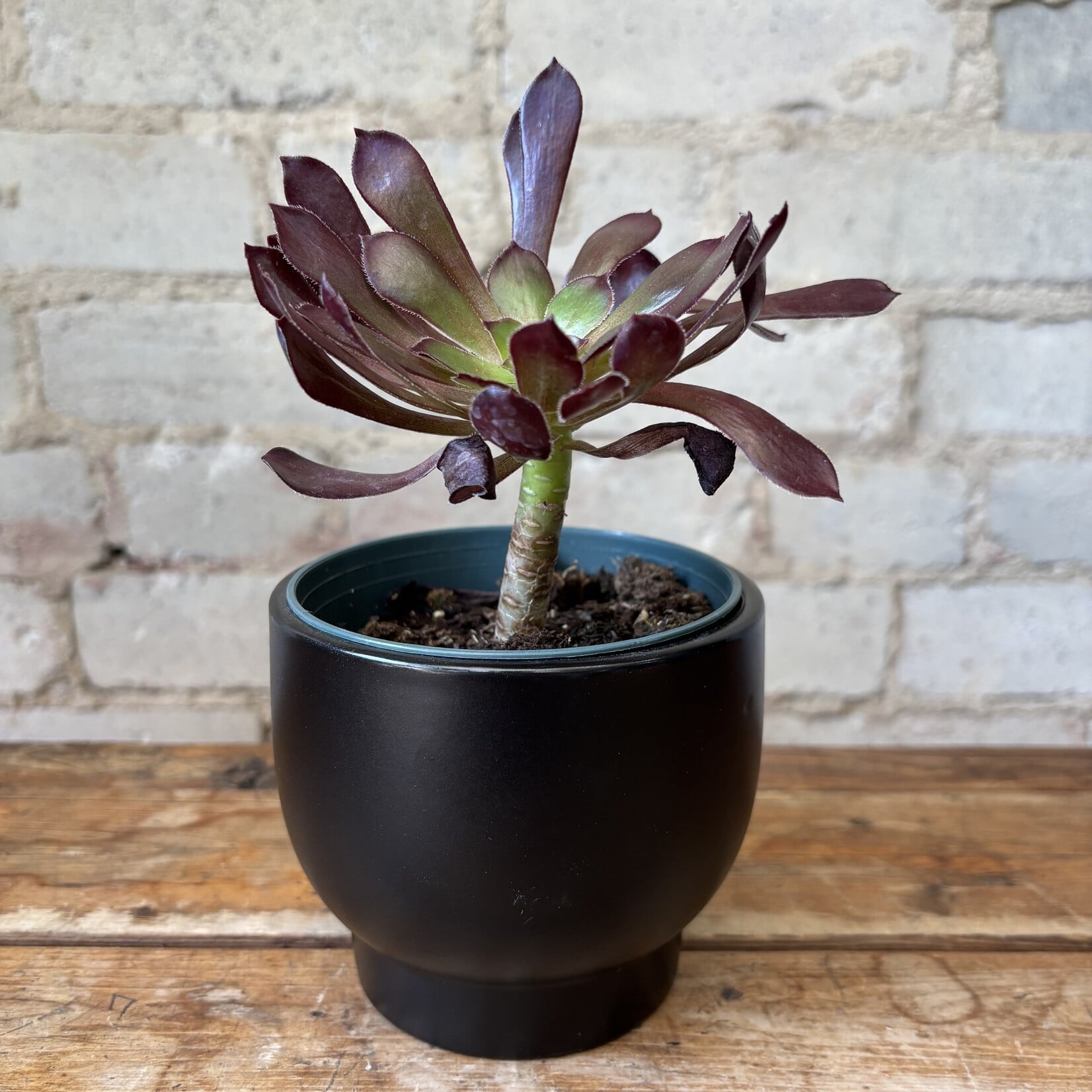 Aeonium 4"