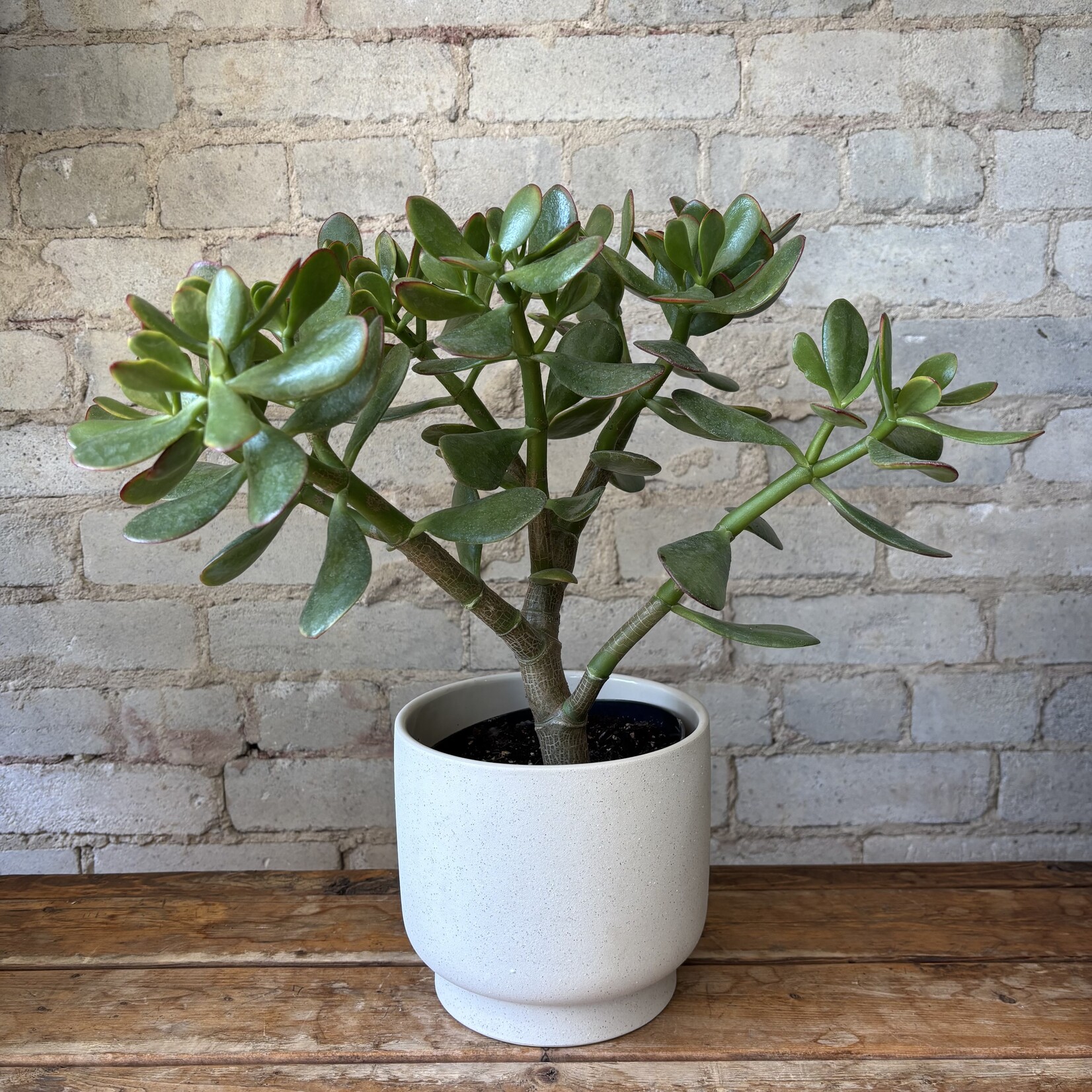 Jade Plant 6"