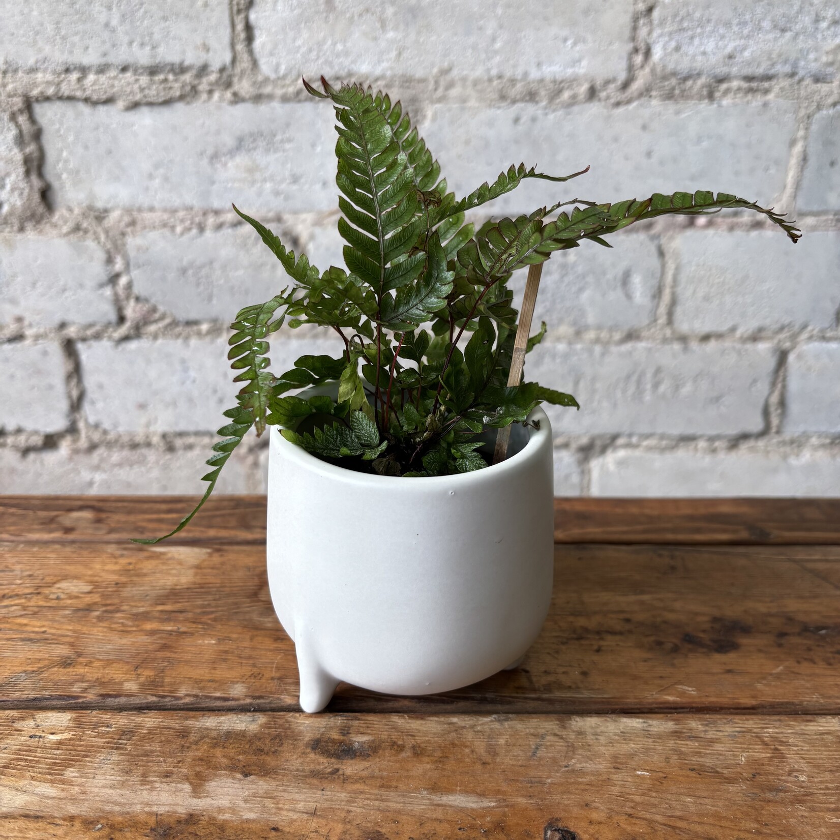 Autumn Fern 2.5"