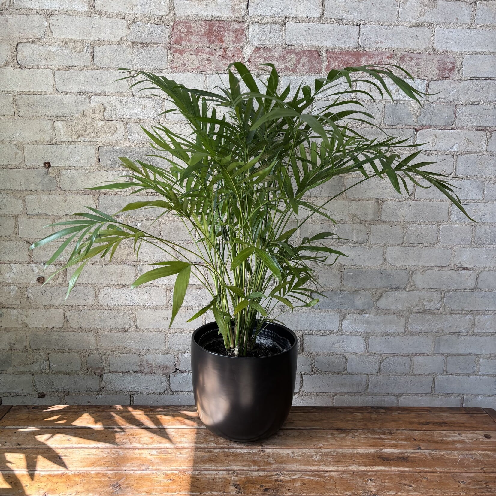 Cat Palm 9"