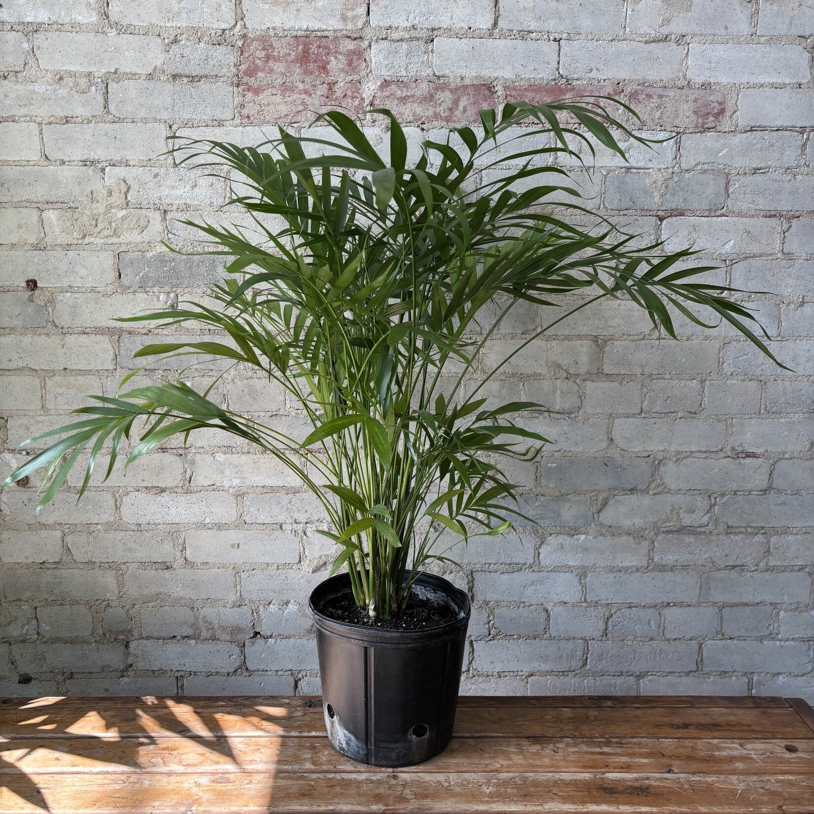 Cat Palm 9"