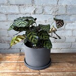 Calathea Makoyana 6"