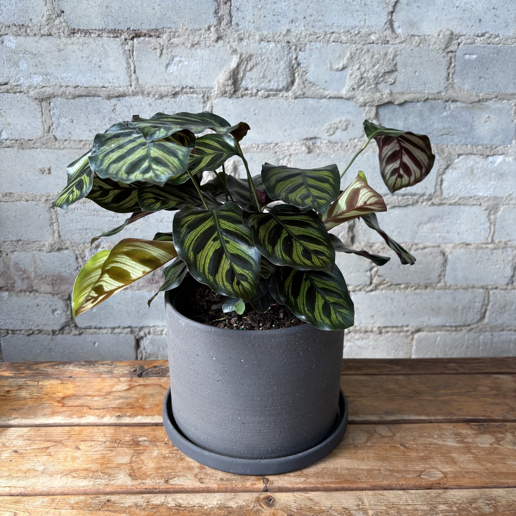 Calathea Makoyana 6"
