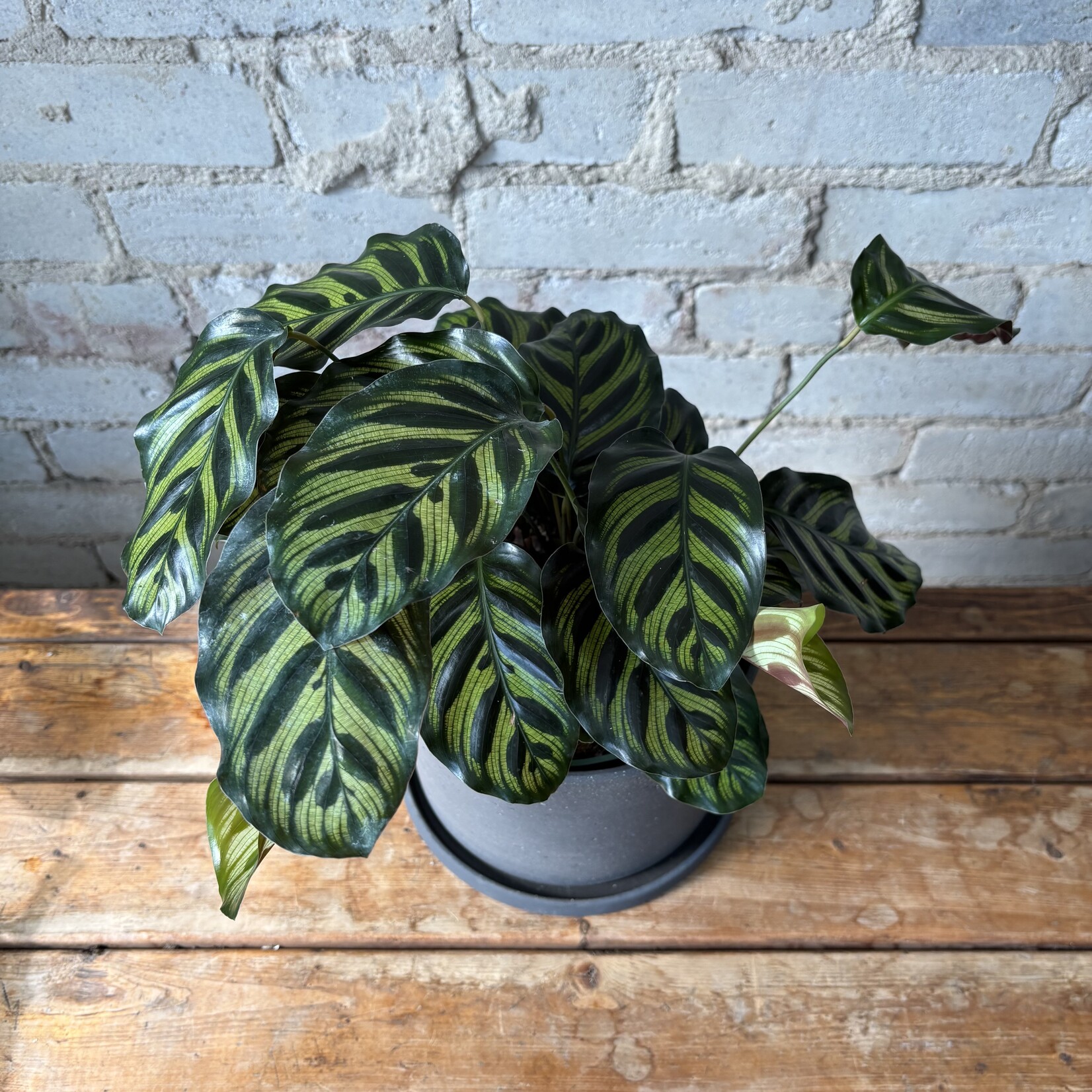 Calathea Makoyana 6"