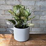 Aglaonema Pink Eileen 6"