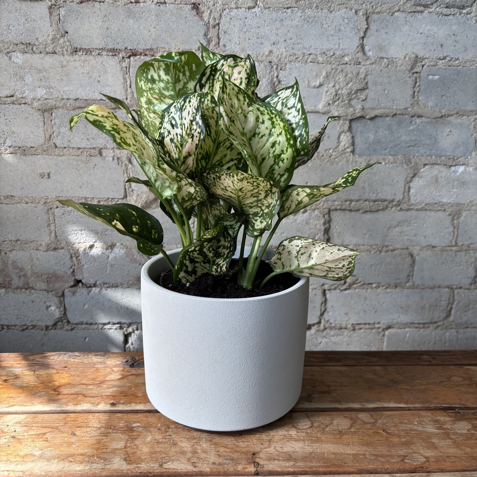 Aglaonema Pink Eileen 6"