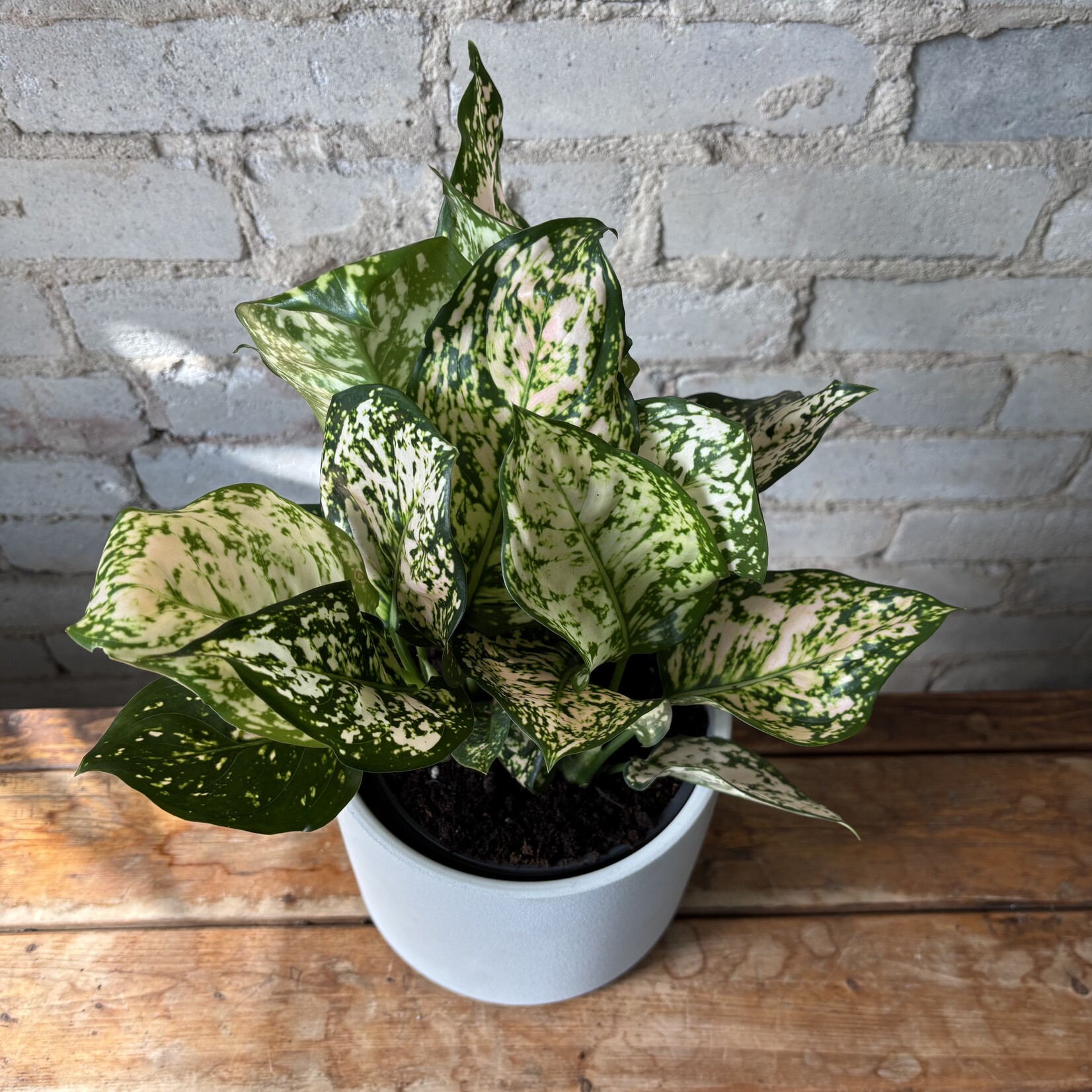 Aglaonema Pink Eileen 6"