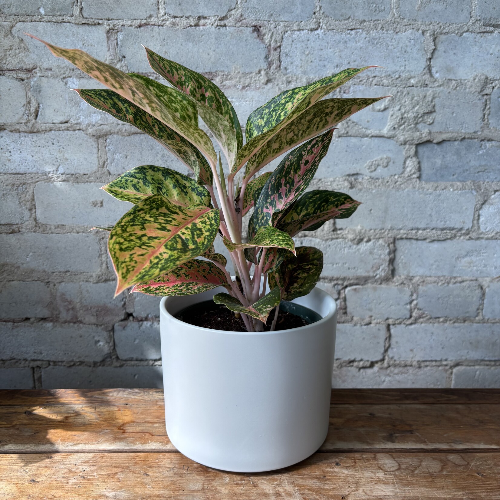 Aglaonema Cleopatra 6"