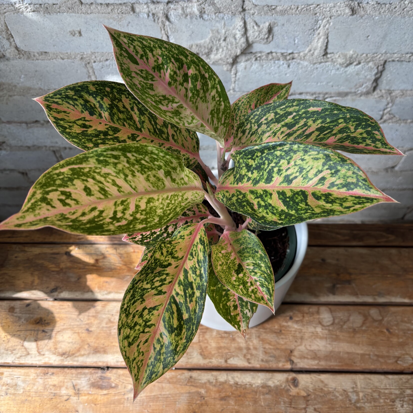 Aglaonema Cleopatra 6"