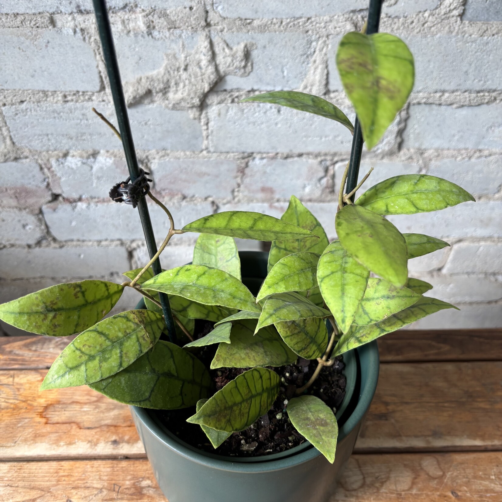 Hoya Callistophylla Loop 6"