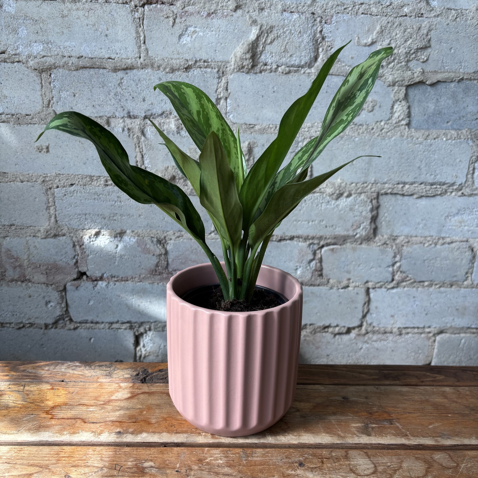 Aglaonema Emerald Beauty 4"