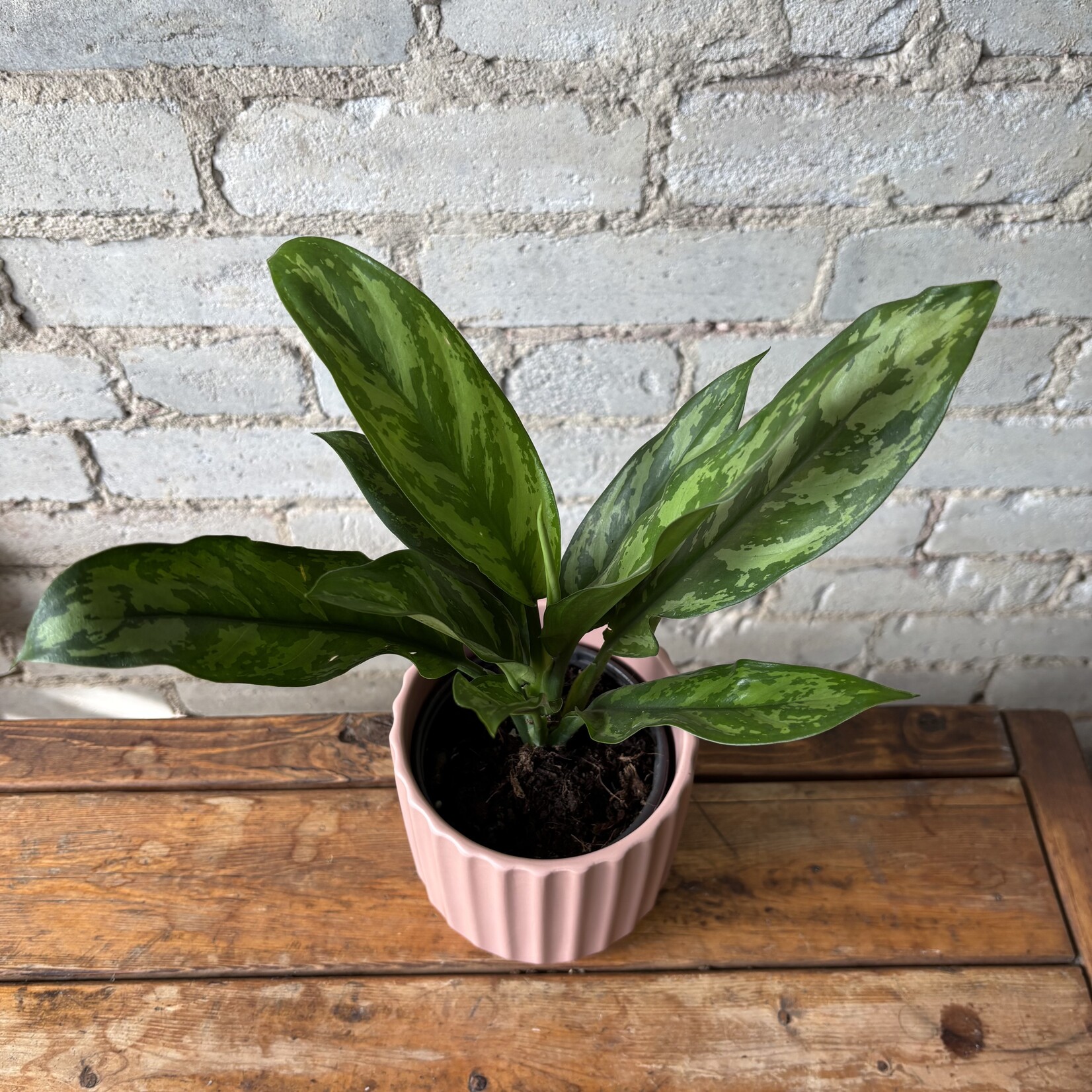 Aglaonema Emerald Beauty 4"