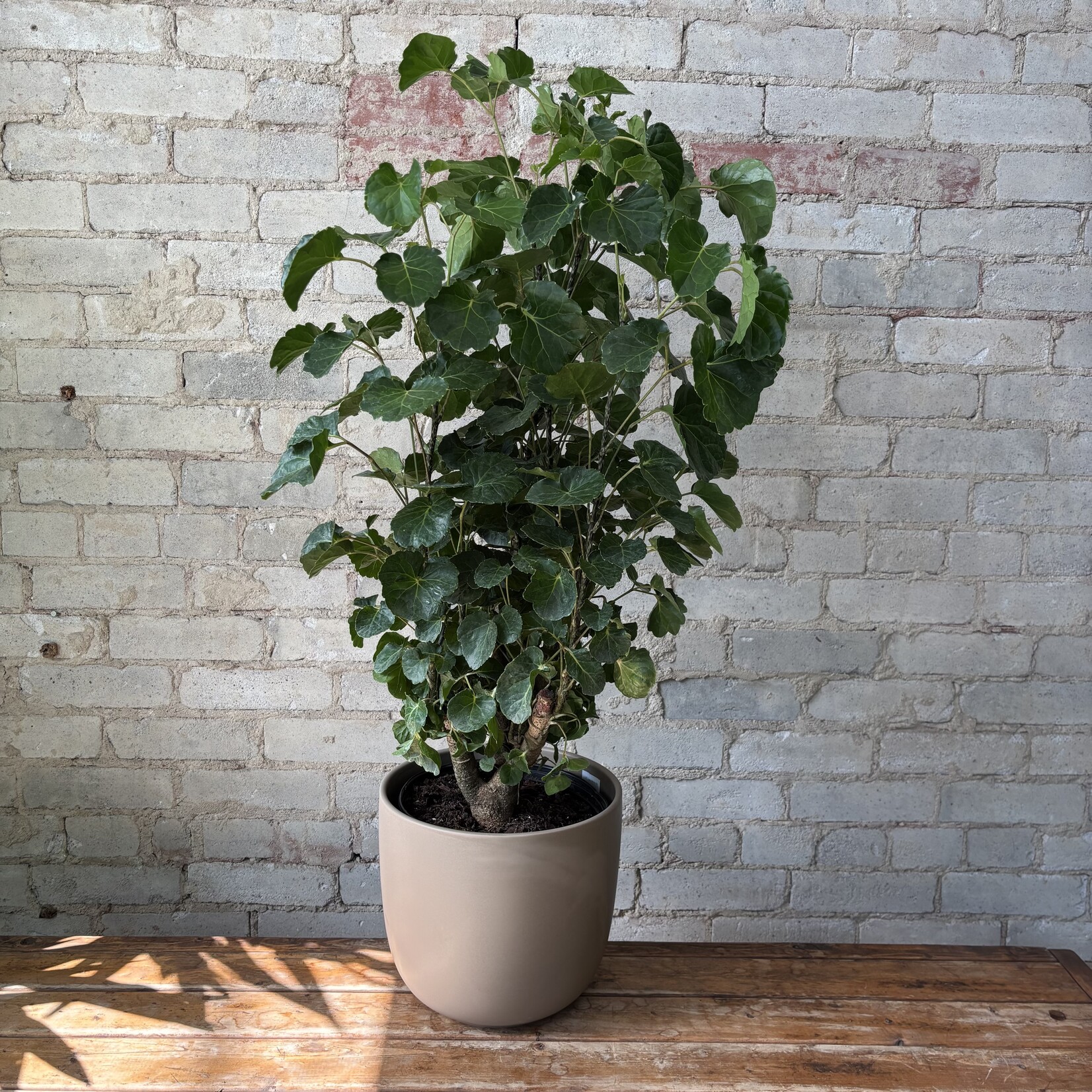 Aralia Balfouriana 10"