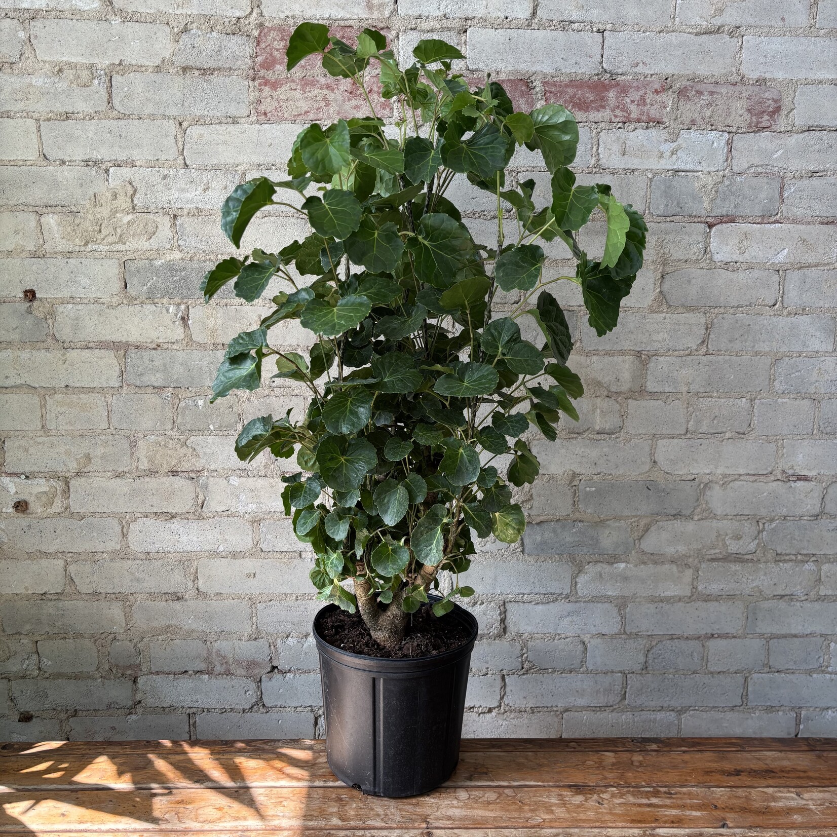 Aralia Balfouriana 10"