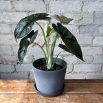 Alocasia Dragon Scale 6"