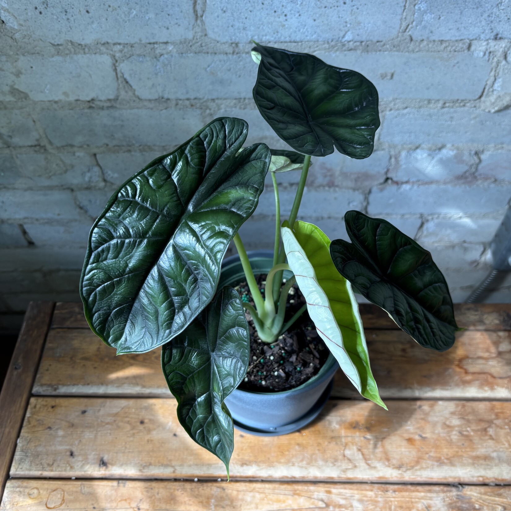 Alocasia Dragon Scale 6"