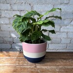 Calathea Zebrina 6"