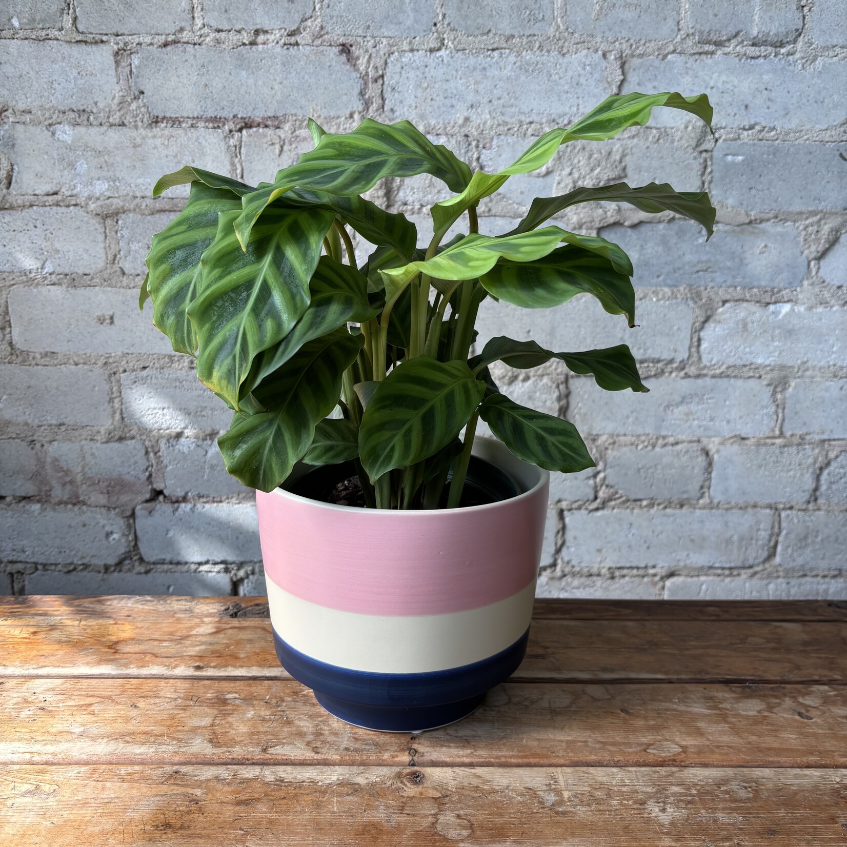 Calathea Zebrina 6"