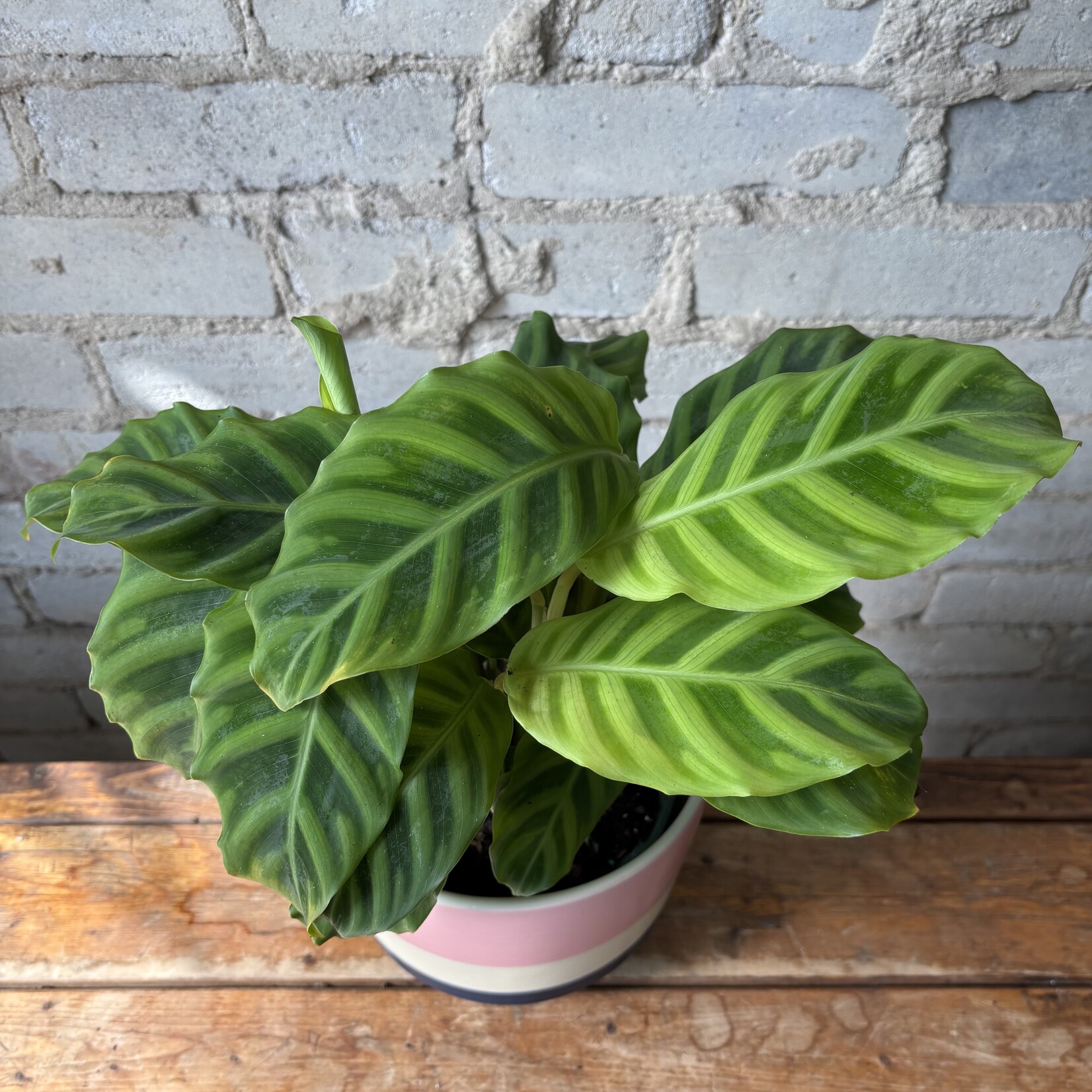 Calathea Zebrina 6"
