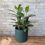 Ficus Audrey Bush 10"