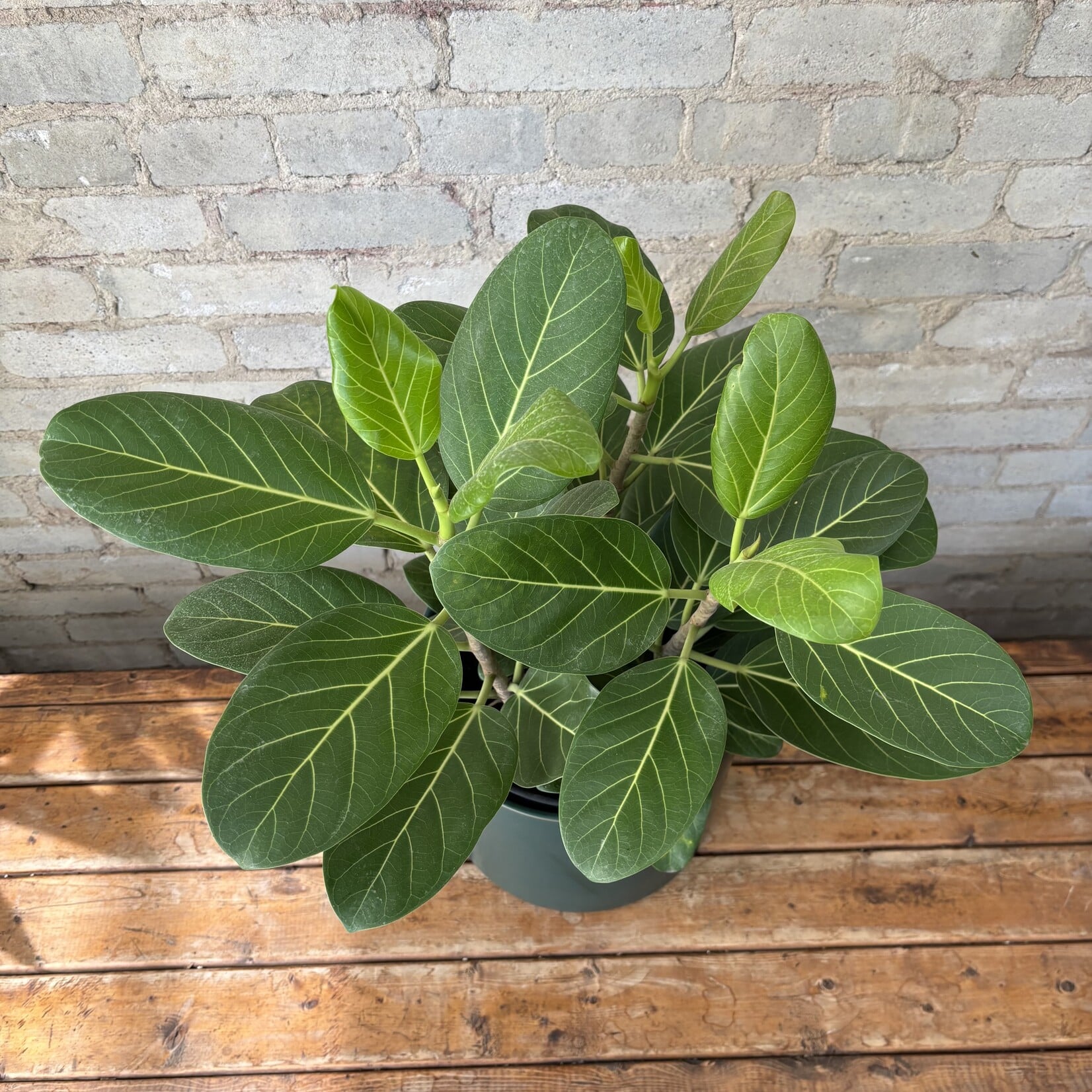 Ficus Audrey Bush 10"